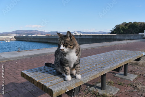 ネコ　冬　宮城県石巻市田代島　Cat Winter Tashirojima, Ishinomaki, Miyagi