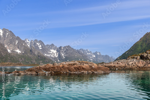 The serene Lofoten fjord reflects the sky's blue onto its surface, as a group of seabirds enjoys the tranquility on a rugged outcrop, with majestic peaks in the backdrop