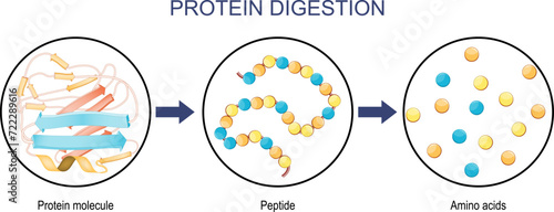 Protein Digestion photo