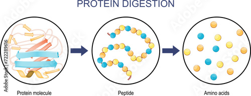 Protein Digestion