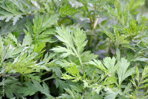 Wormwood (Artemisia vulgaris) grows in nature