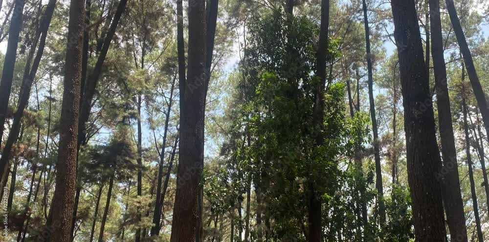 pine forest with tall and dense trees under a clear afternoon sky pine forest with tall and dense trees under a clear afternoon sky