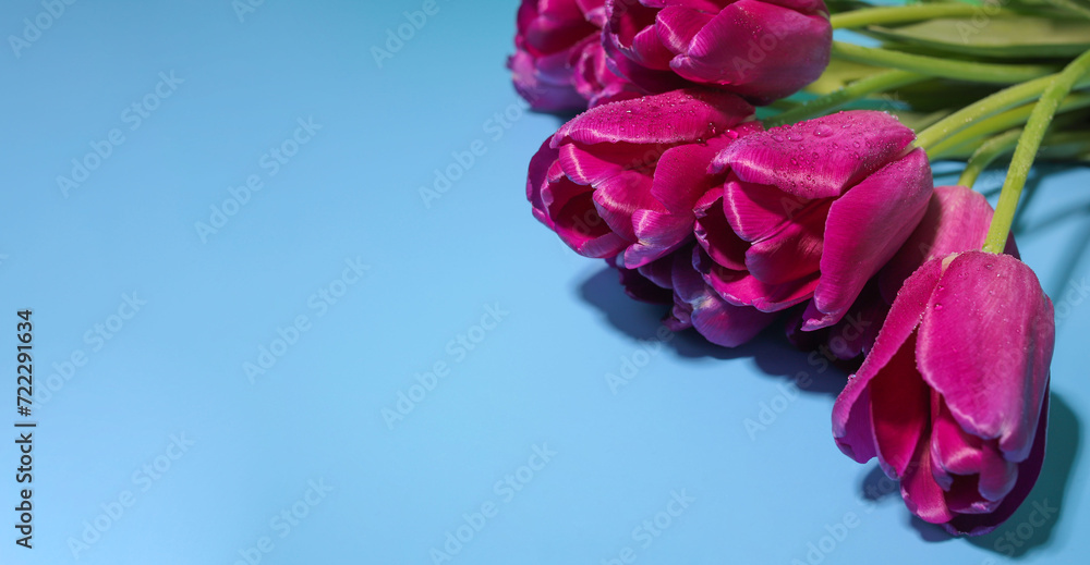 purple tulips with water drops on the petals on a blue background purple tulips with water drops on the petals on a blue background