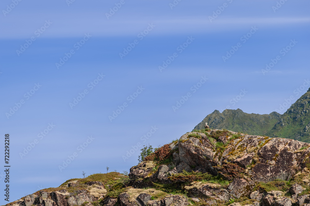 Perched atop a rocky outcrop, a white-tailed eagle surveys the Lofoten Islands, with the textured colors of the Arctic rocks beneath a soft blue sky