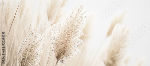 Beautiful shades of neutral pampas grass and reeds create an aesthetic backdrop with sunlight casting shadows on the walls