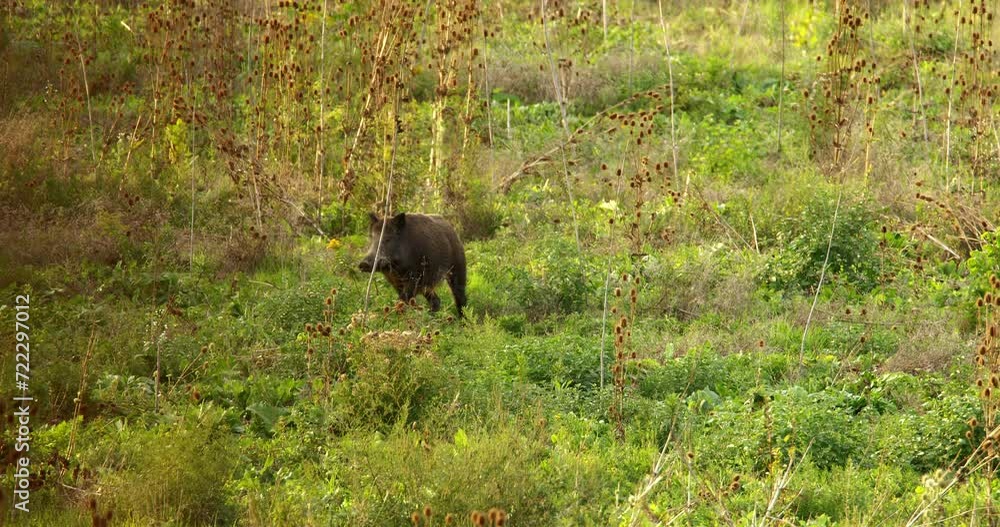 Two wild boars run through green wild weeds and disappear behind old shack Two wild boars run through green wild weeds and disappear behind old shack