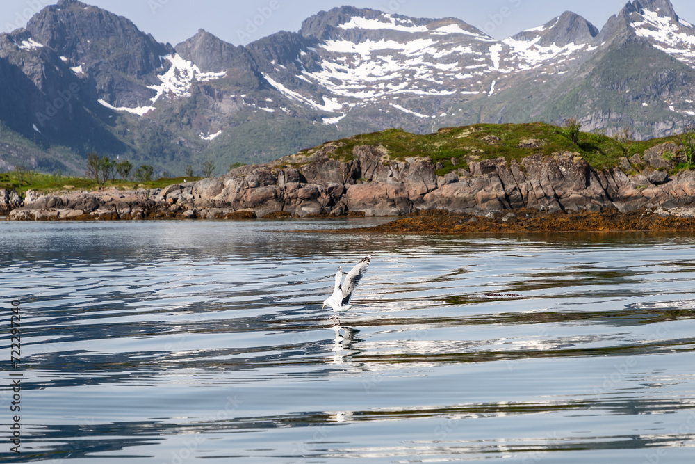 A seagull gracefully descends towards the reflective water of Lofoten, Norway, with snow-capped peaks and rocky shores in the background A seagull gracefully descends towards the reflective water of Lofoten, Norway, with snow-capped peaks and rocky shores in the background