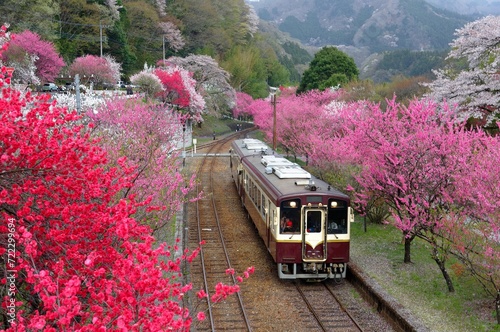 Wallpaper Mural Retro cars of a local train arriving at Godo Station of Watarase Keikoku Railway Line (渡良瀬渓谷鉄道), with pink and red blossom trees blooming vibrantly along the railroad tracks, in Midori, Gunma, Japan Torontodigital.ca