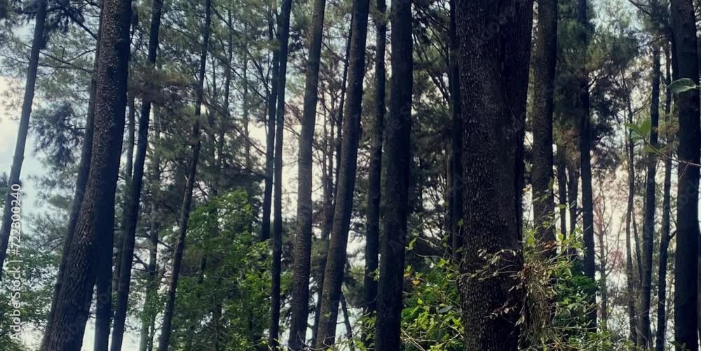 pine forest with tall and dense trees under a clear afternoon sky pine forest with tall and dense trees under a clear afternoon sky