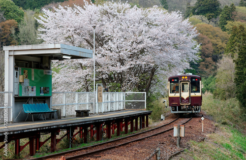Wallpaper Mural Spring scene of a local train traveling under vibrant cherry blossom trees arriving at Nakano station of Watarase Keikoku Railway during the beautiful Sakura season, in Midori, Gunma Prefecture, Japan Torontodigital.ca