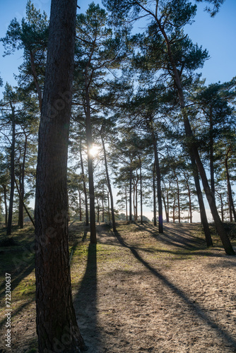 Pine trees growing on Zandverstuiving (sandy patch) Haere Doornspijk close to 't Harde on the Veluwe in The Netherlands.