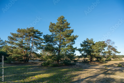 Pine trees growing on Zandverstuiving (sandy patch) Haere Doornspijk close to 't Harde on the Veluwe in The Netherlands.