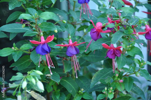 Fuchsia flowers. Beautiful fuchsia flowers hanging from a stem. Close up of fuchsia. photo