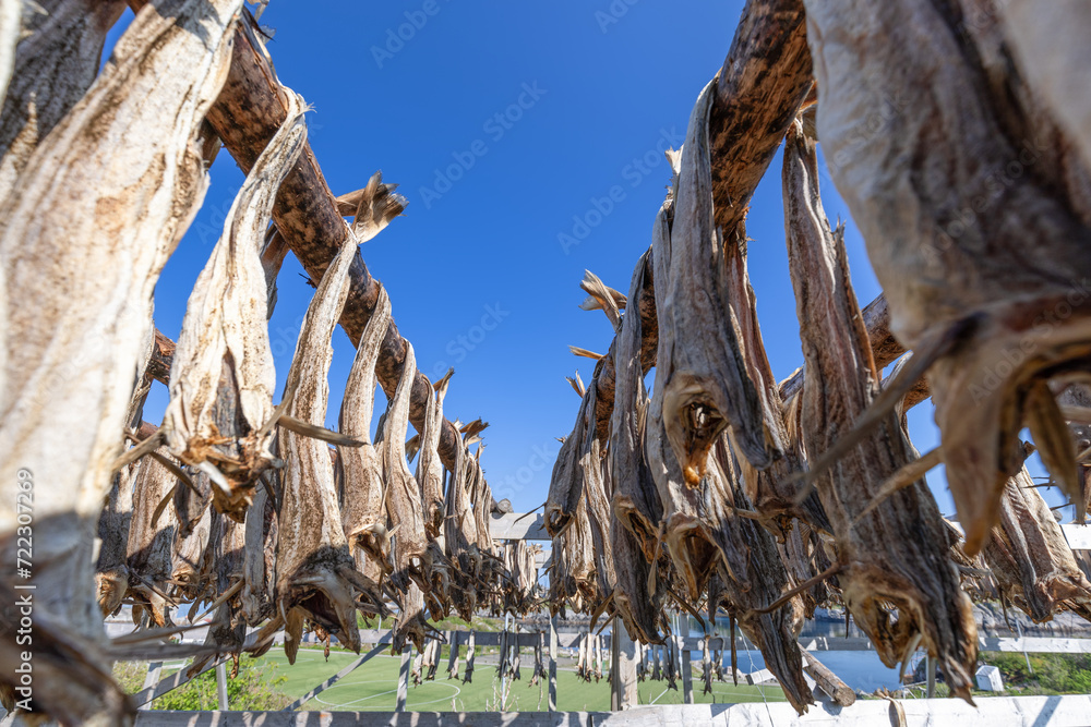 Dried cod fish hanging on a rack on Lofoten Island, Norway, with a ...