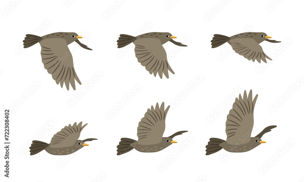 Different arrangement of wings of a flying bird. Side view. Vector illustration of flight on a white background Different arrangement of wings of a flying bird. Side view. Vector illustration of flight on a white background