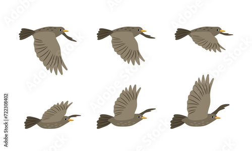 Different arrangement of wings of a flying bird. Side view. Vector illustration of flight on a white background © ssstocker