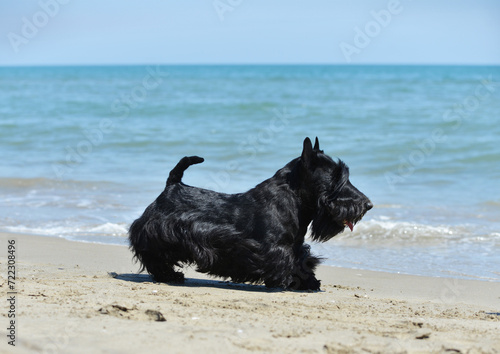 Photos scottish terrier on the beach