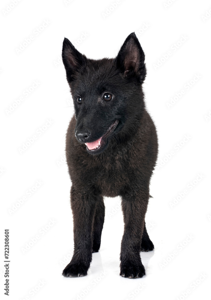 young Schipperke in studio young Schipperke in studio