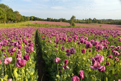 Flowering opium poppy field in Latin papaver somniferum