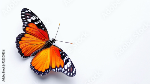 butterfly isolated on white background © Banu