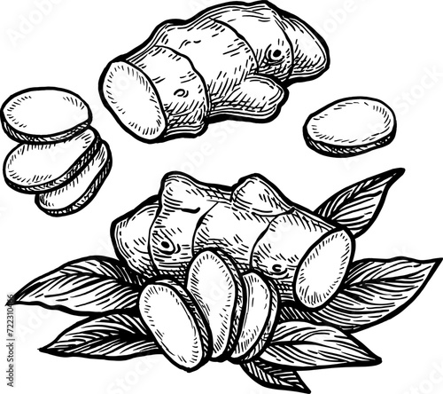 Fresh ginger root ink sketch.