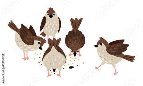 Sparrows eat seeds. Collection of cute birds on white background vector illustration