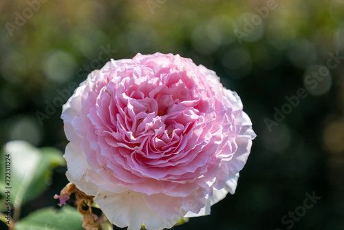 Beautiful pink rose in the garden, close-up view.