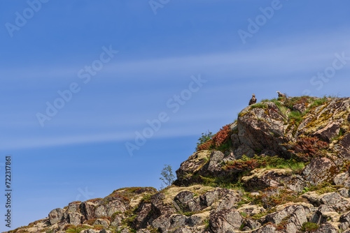 A pair of white-tailed eagles, male and female, stand vigil on a mossy outcrop in the Lofoten Islands, under the vast expanse of the blue sky. Norway