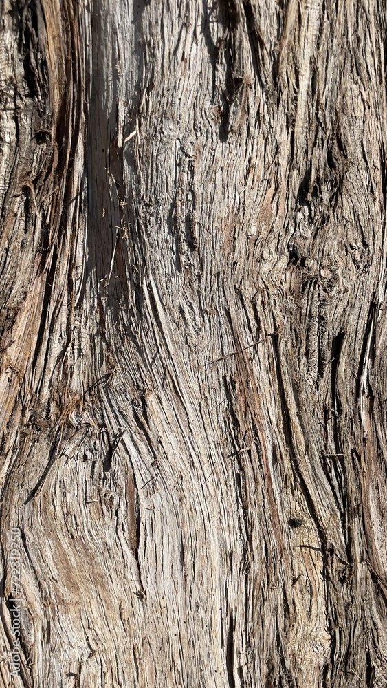 Obraz premium close up dry big teak tree bark texture.