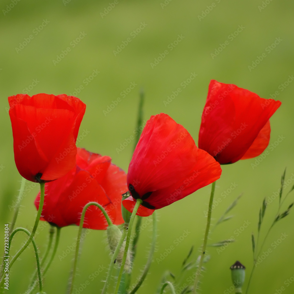 Obraz premium Czerwone maki na łące