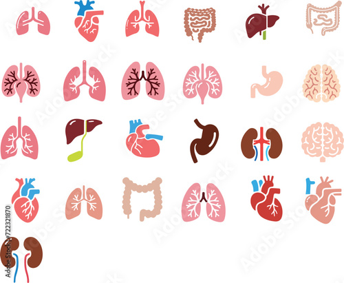 Human anatomy internal organ set with brain lung intestine heart kidney liver and stomatch
