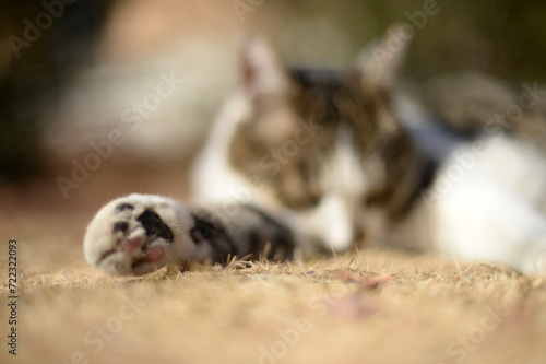 山梨県庁の地域猫・冬の日だまり