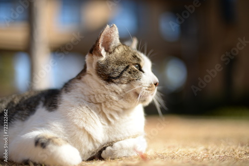 山梨県庁の地域猫・冬の日だまり