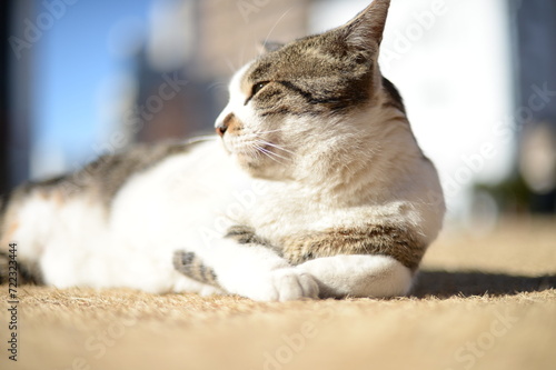 山梨県庁の地域猫・冬の日だまり