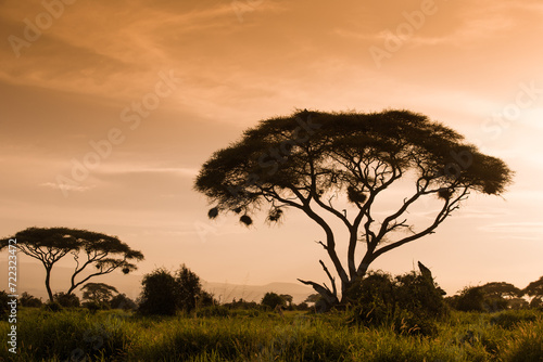 Drzewa akacji na afrykańskiej sawannie w  świetle zachodzącego slońca