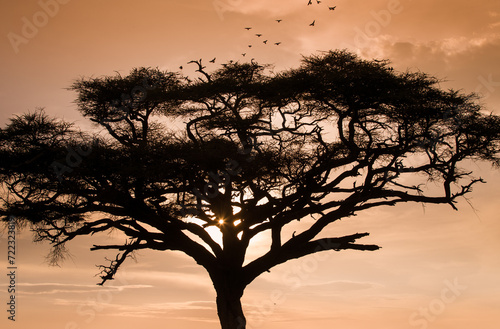 Drzewa akacji na afrykańskiej sawannie w  świetle zachodzącego slońca