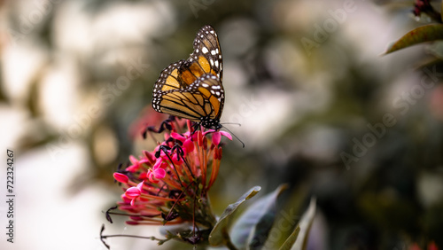 preciosa mariposa monarca alimentándose sobre una flor de color rosa ante la llegada de la primavera.   photo