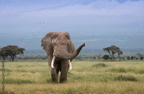 Fototapeta Wielkie słonie na afrykańskiej sawannie w Amboseli Kenia