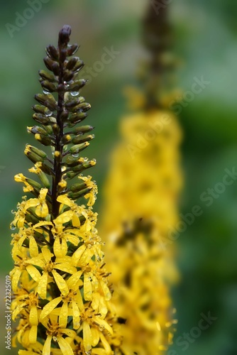 gelbe Staude im Garten