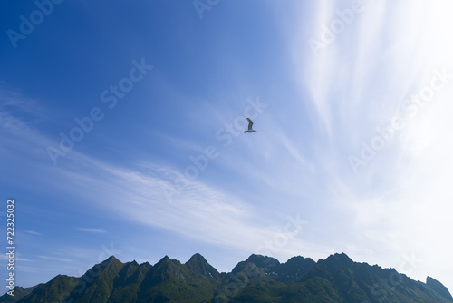 A seagull is in flight against the clear blue sky above the jagged peaks of the Lofoten Islands in Norway
