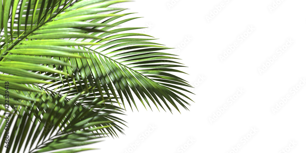 Realistic hawaii palm leaves with copy space on transparent backgrounds 3d rendering png