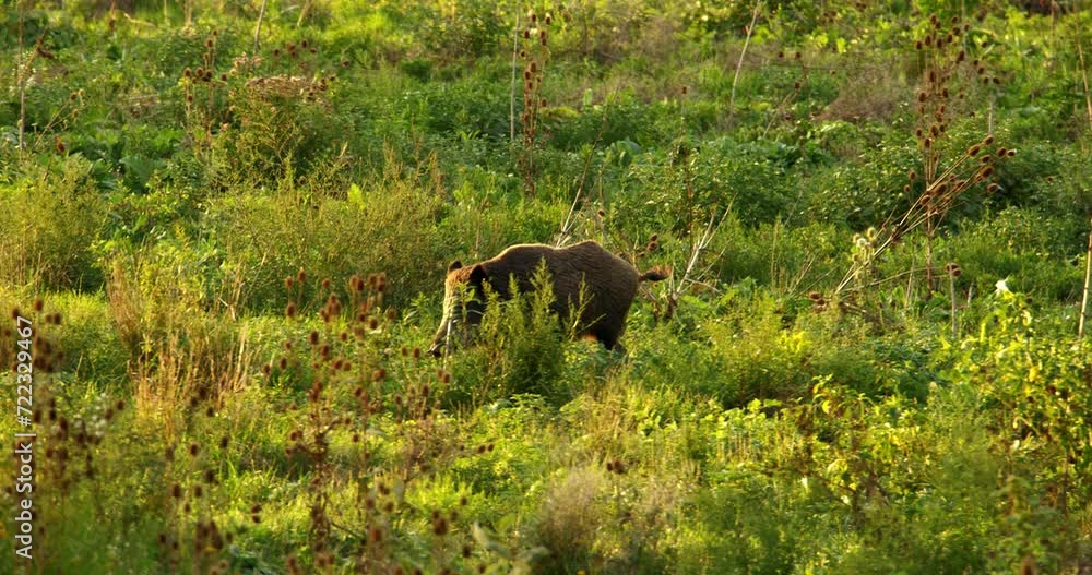 Close up view of wild boar walking alone through green meadow in golden hour Close up view of wild boar walking alone through green meadow in golden hour