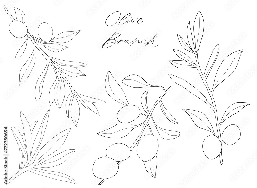 Set of watercolor olive branches with leaves. Hand drawn watercolor olive branches. Olive fruits on white background