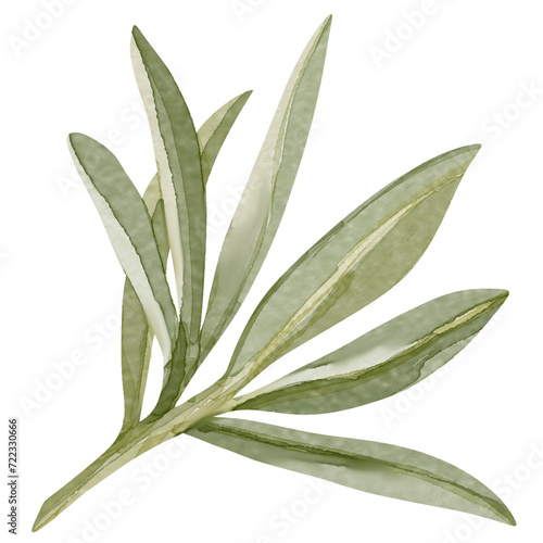 Watercolor image of an olive branch with leaves. Hand drawn watercolor olive branches