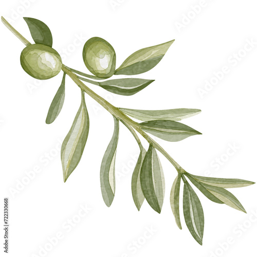 Watercolor image of an olive branch with leaves. Hand drawn watercolor olive branches