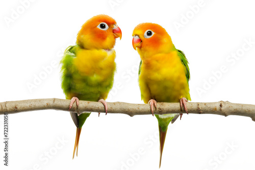 two birds sitting on a branch among white background, in the style of kawaiipunk, rainbowcore, light amber and green, post processing, wimmelbilder, shaped canvas, dignified poses