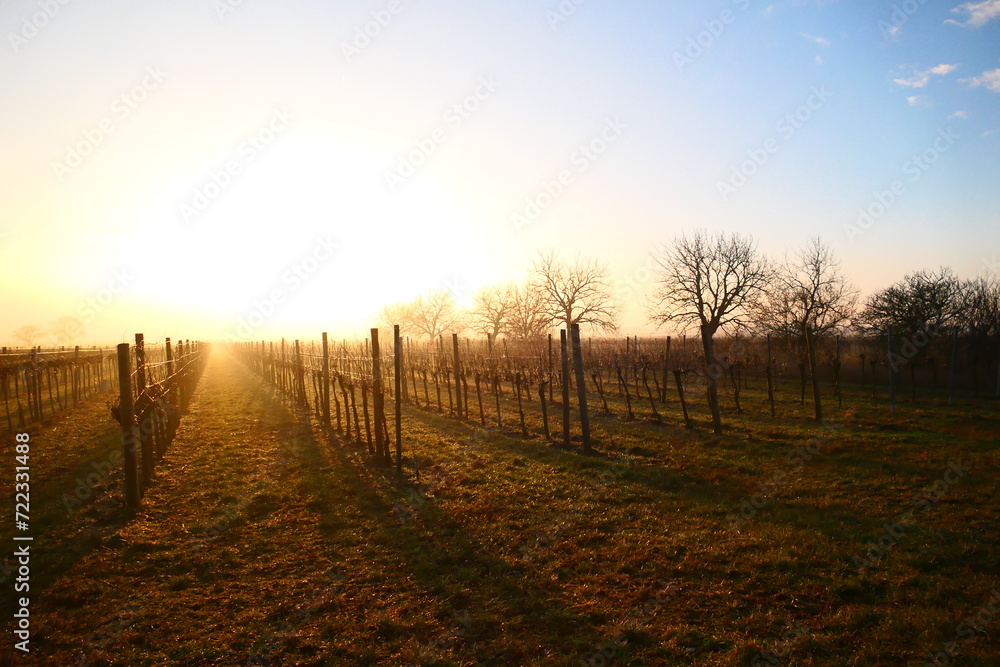 Sonnenaufgang über den burgenländischen Weingärten