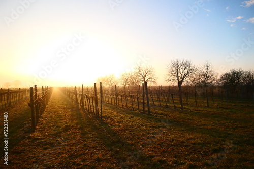 Sonnenaufgang über den burgenländischen Weingärten