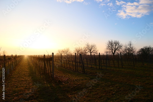 burgenländische Weingärten im Sonnenaufgang