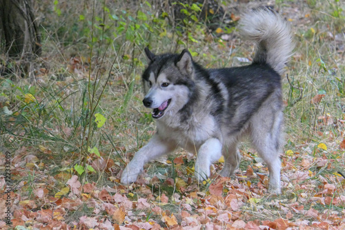 A Malamute dog runs through the autumn leaves in the park.